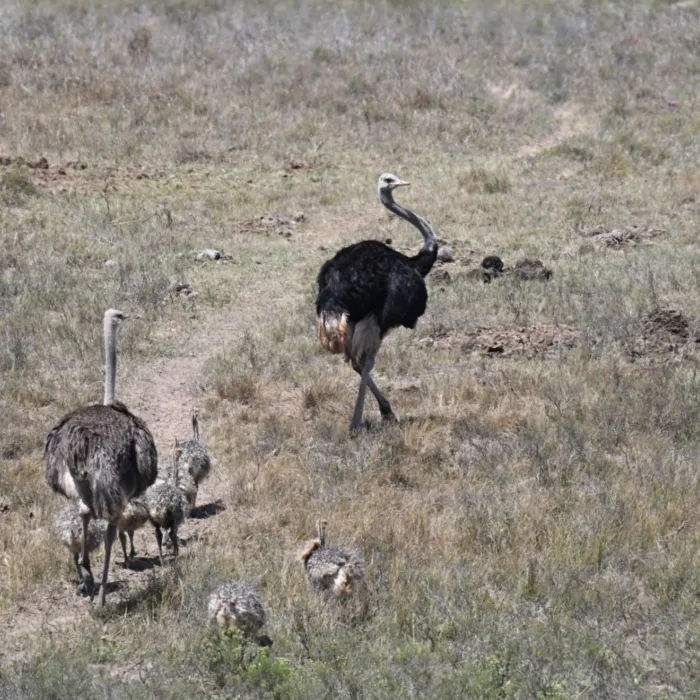 Spotted Common Ostrich
