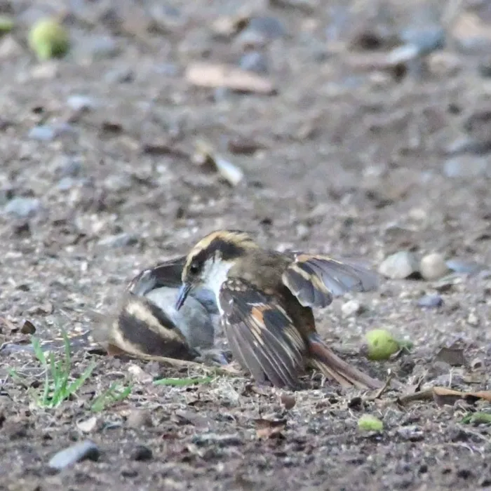 Spotted Thorn-tailed Rayadito