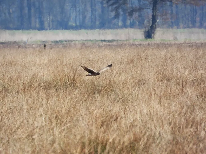 Gespotte Blauwe kiekendief