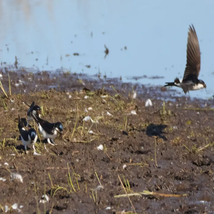 Spotted Western House-Martin