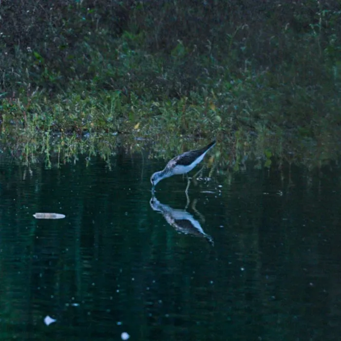 Spotted Common Greenshank