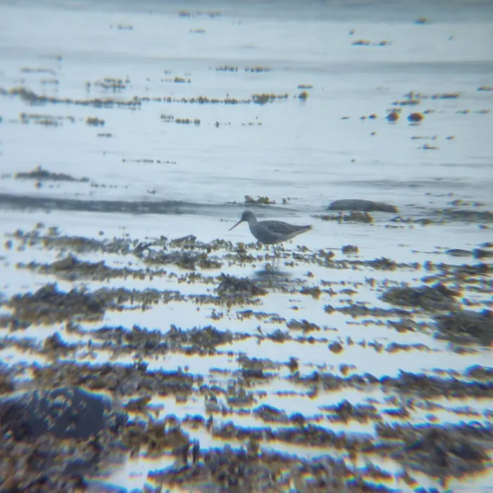 Spotted Greater Yellowlegs