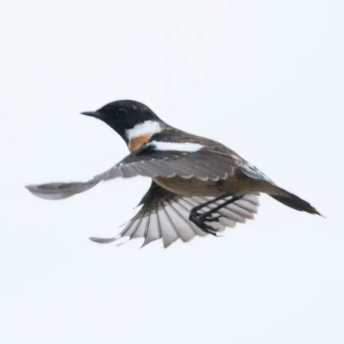 Gespotte Roodborsttapuit