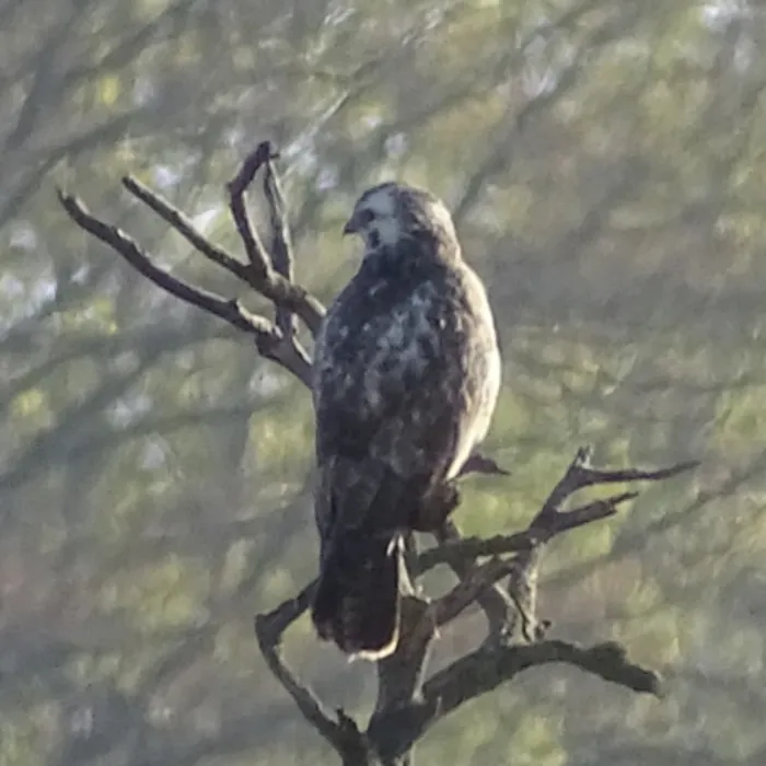 Spotted Common Buzzard