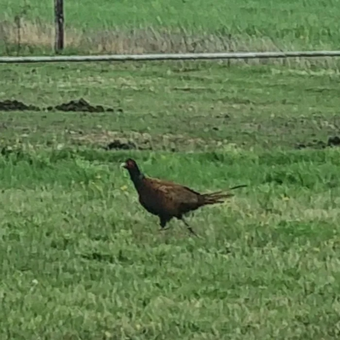 Ring-necked Pheasant