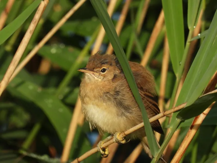 Spotted Common Reed Warbler