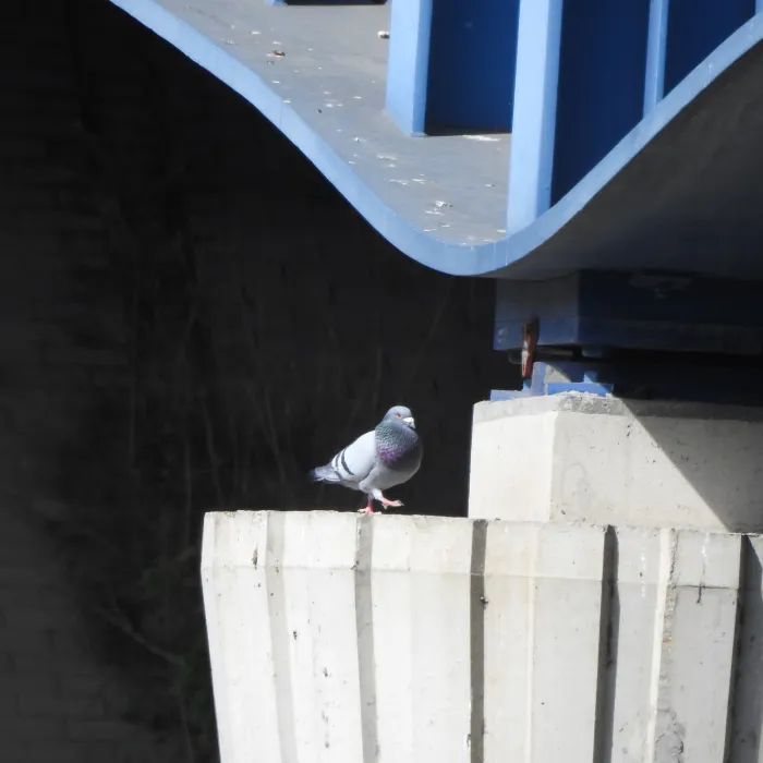 Spotted Rock Pigeon