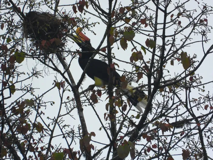 Gespotte Gewone neushoornvogel