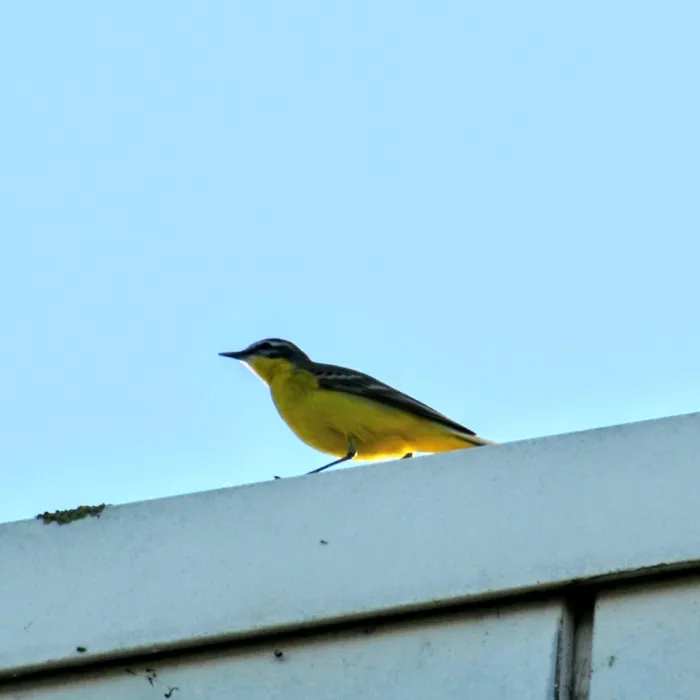 Spotted Western Yellow Wagtail