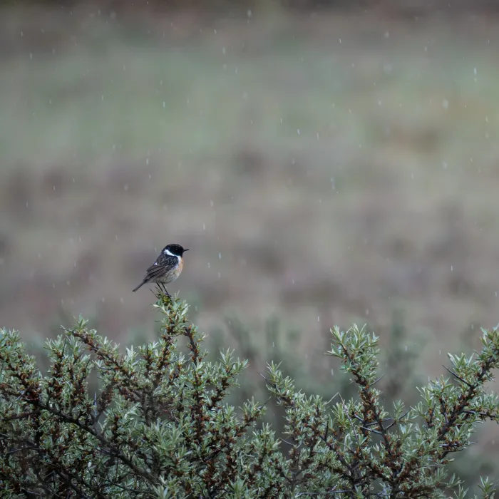 Spotted European Stonechat