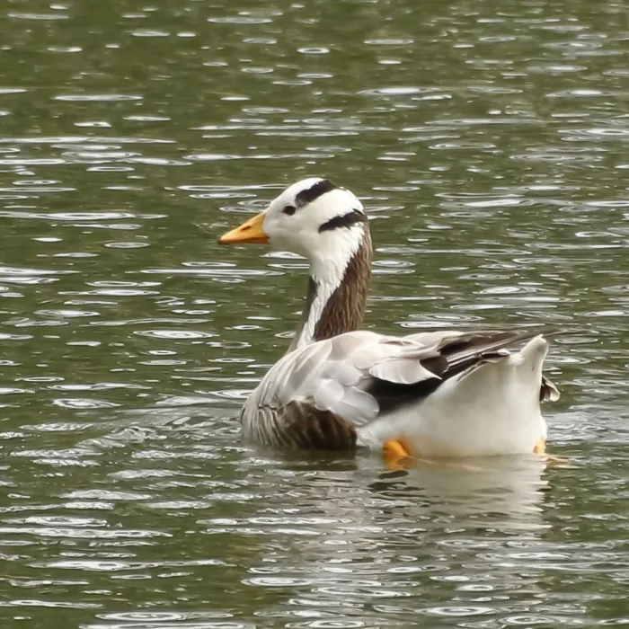 Spotted Bar-headed Goose