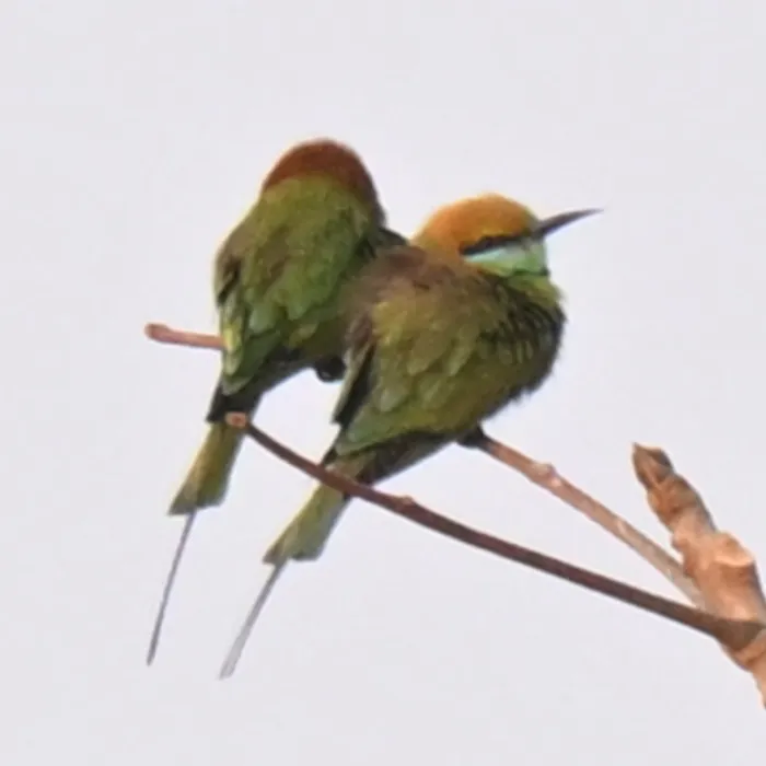Gespotte Indische groene bijeneter