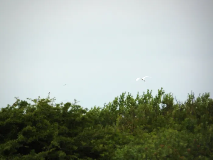 Waargenomen Kleine zilverreiger