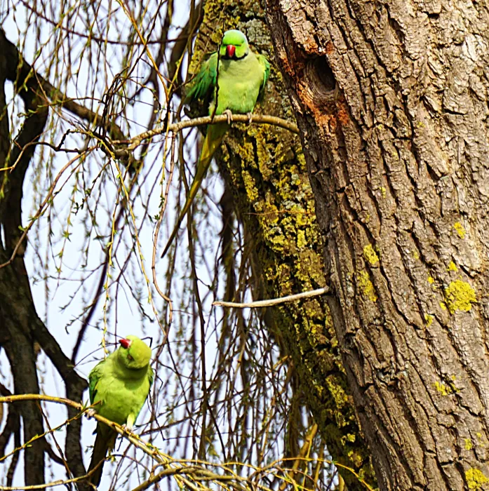 Rose-ringed Parakeet