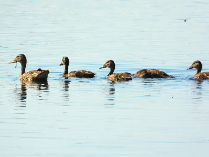 Spotted Mallard