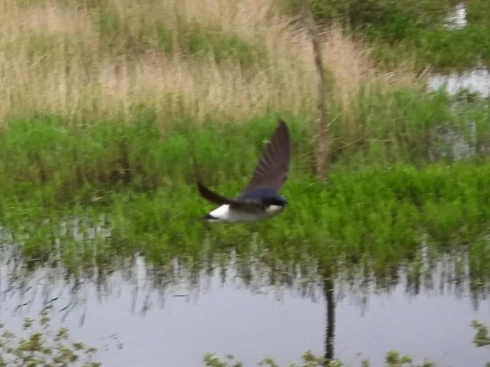 Spotted Western House-Martin