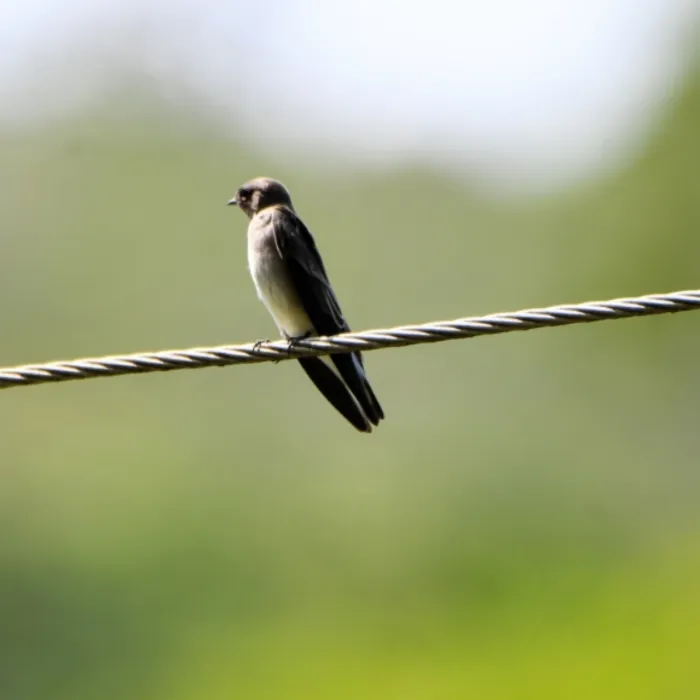 Gespotte Noord-Amerikaanse ruwvleugelzwaluw