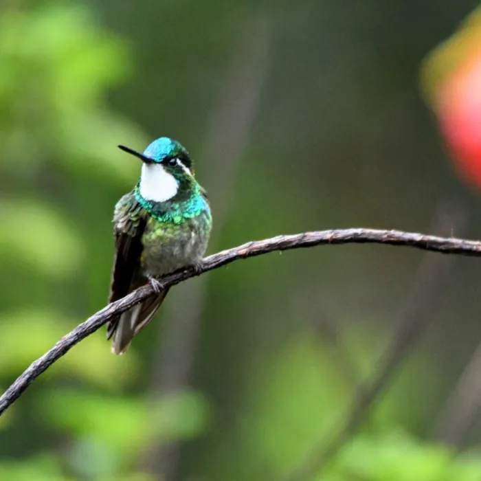 Gespotte Roodbuikjuweelkolibrie