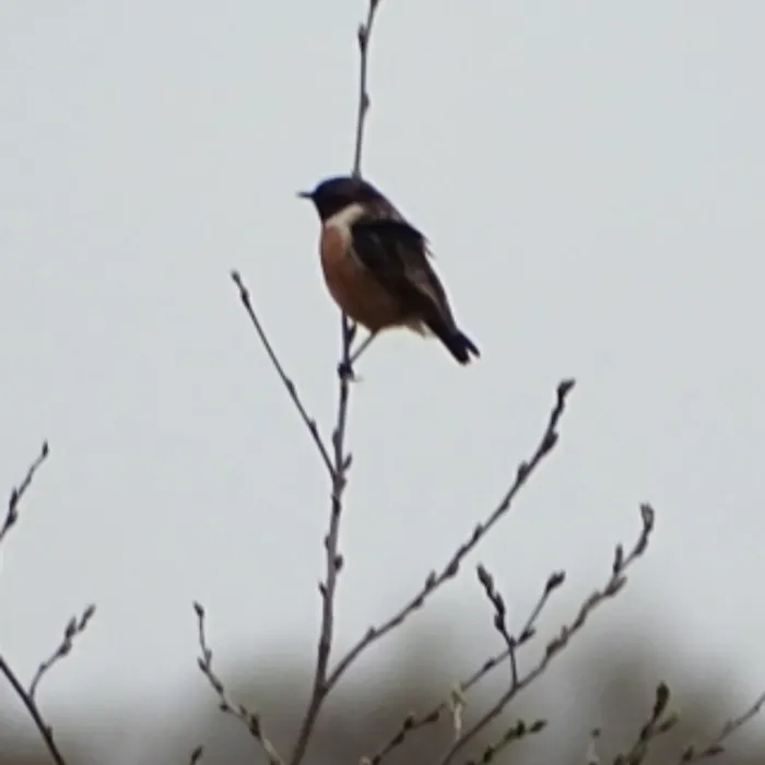 Gespotte Roodborsttapuit