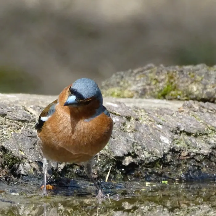 Gespotte Vink