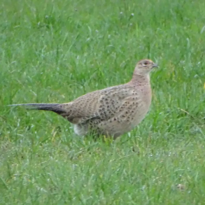 Spotted Ring-necked Pheasant