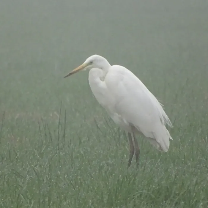 Spotted Great Egret