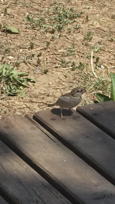 Spotted Italian Sparrow