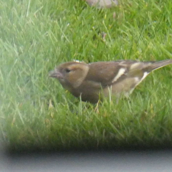 Common Chaffinch
