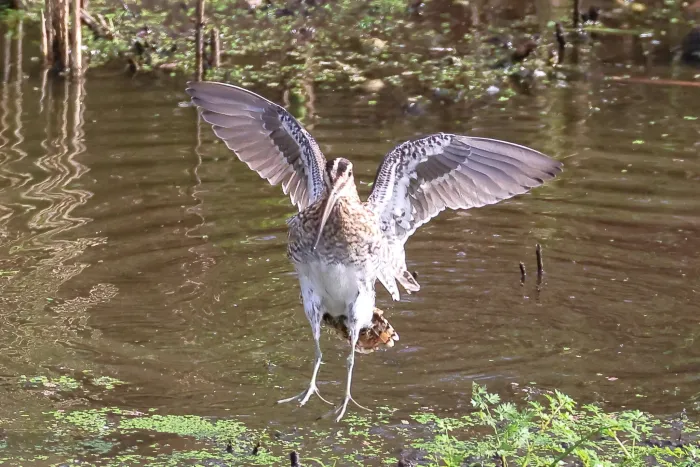 Waargenomen Watersnip