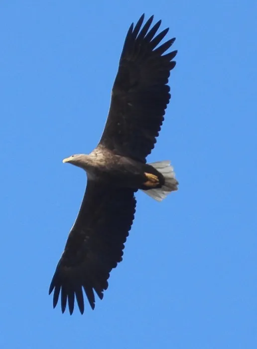 Spotted White-tailed Eagle
