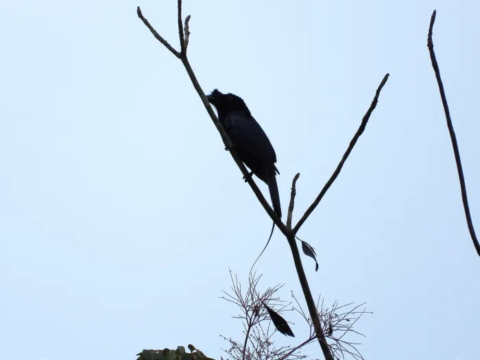 Gespotte Vlaggendrongo