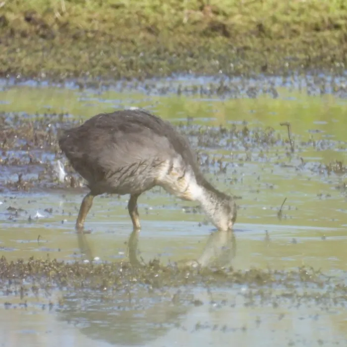 Waargenomen Meerkoet