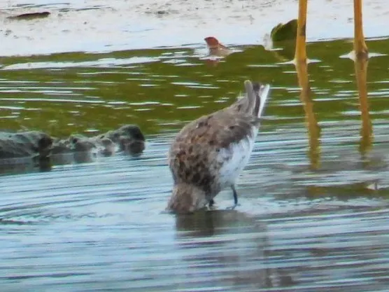 Waargenomen Kleinste strandloper