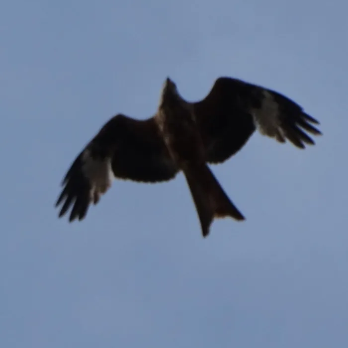 Spotted Red Kite