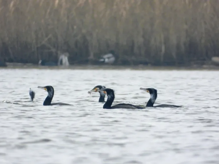 Spotted Great Cormorant
