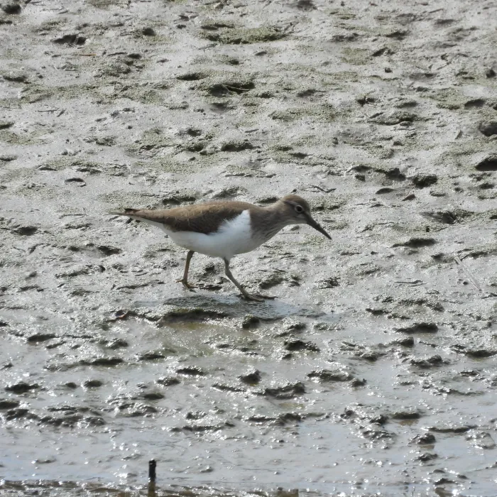 Spotted Common Sandpiper