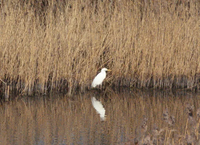 Grote zilverreiger