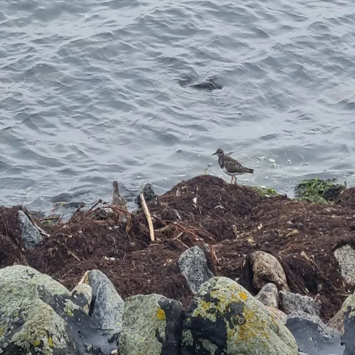 Spotted Ruddy Turnstone