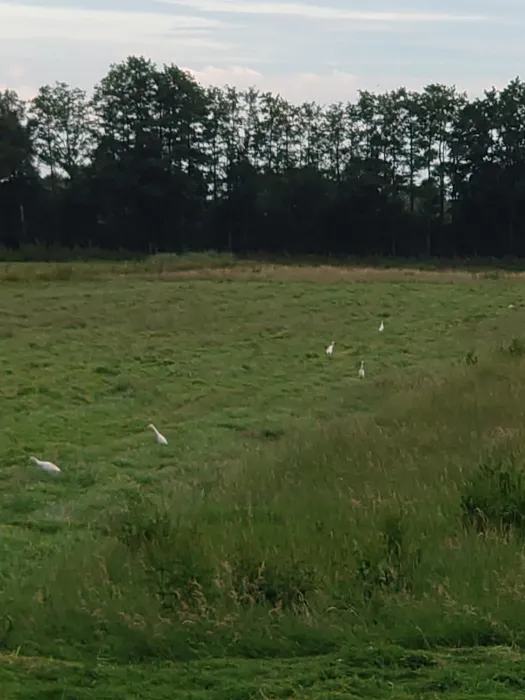 Spotted Western Cattle-Egret