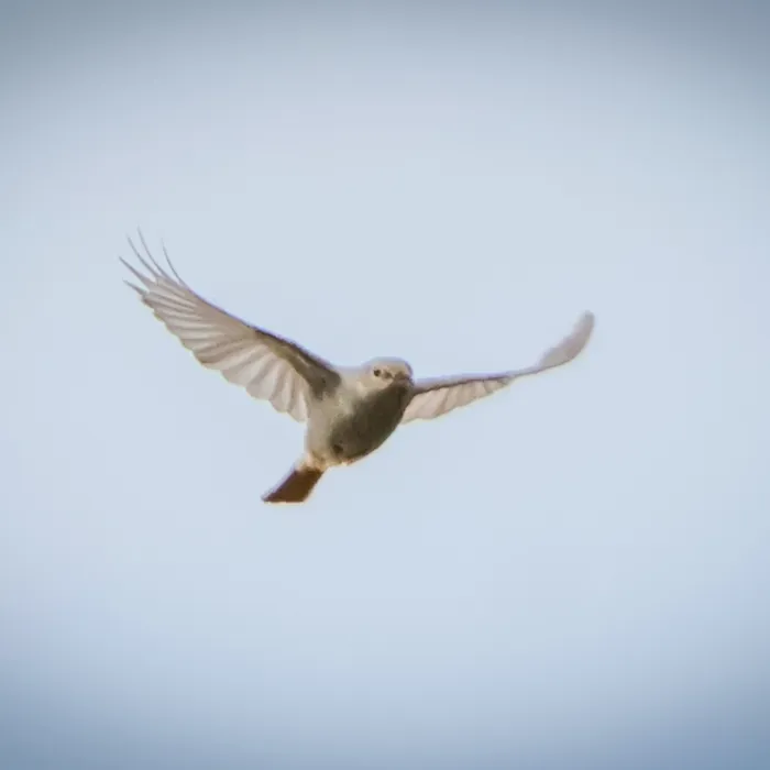 Black Redstart