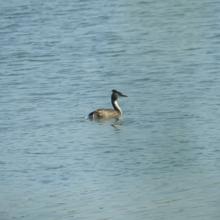 Spotted Great Crested Grebe
