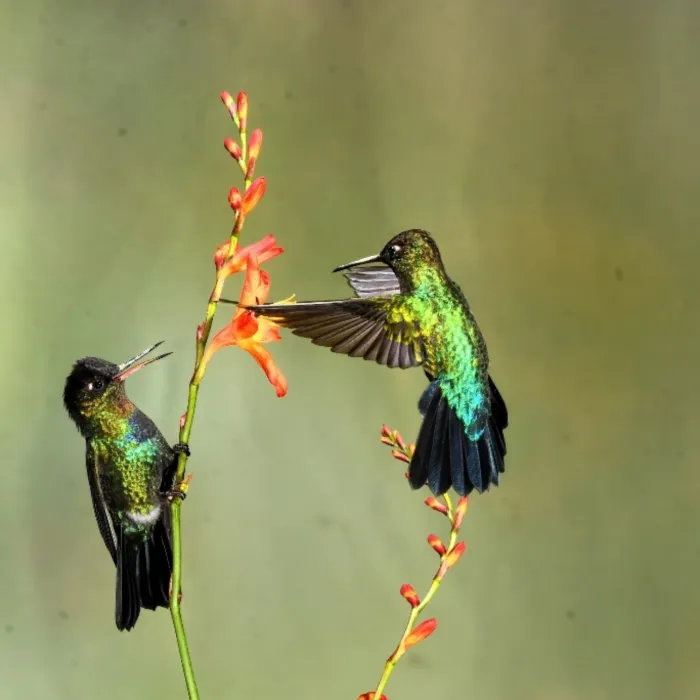 Gespotte Irazukolibrie