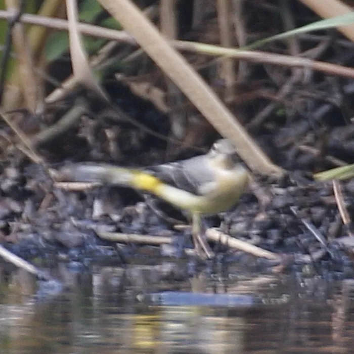 Spotted Gray Wagtail