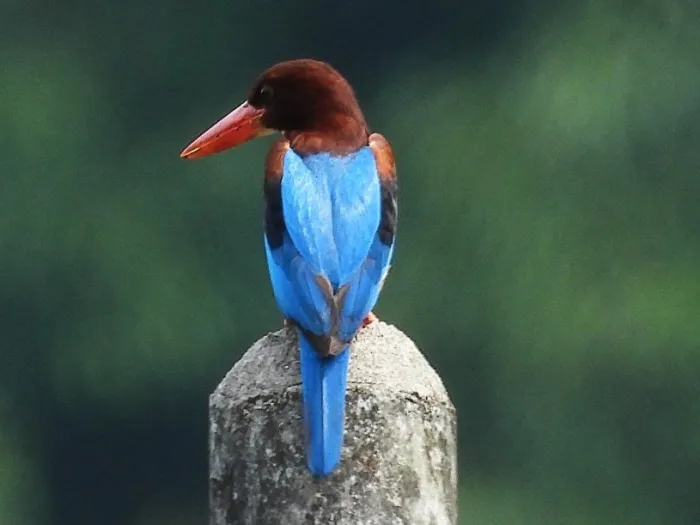 Gespotte Smyrnaijsvogel