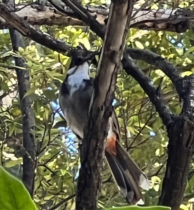 Spotted Red-whiskered Bulbul