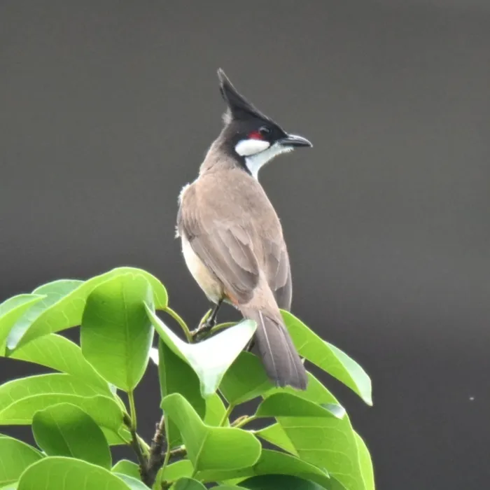 Spotted Red-whiskered Bulbul