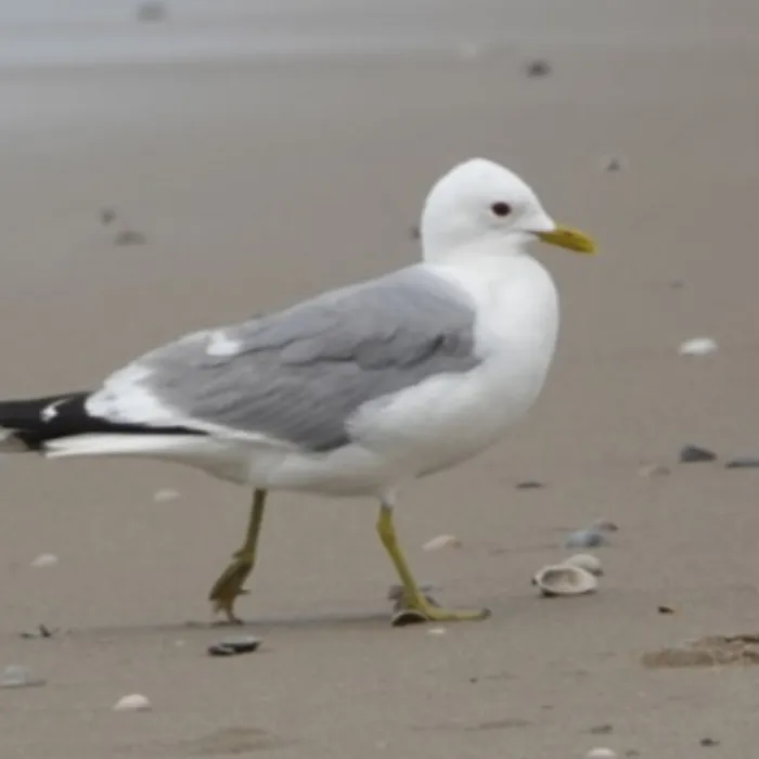 Spotted Common Gull