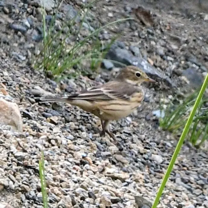 Gespotte Amerikaanse waterpieper