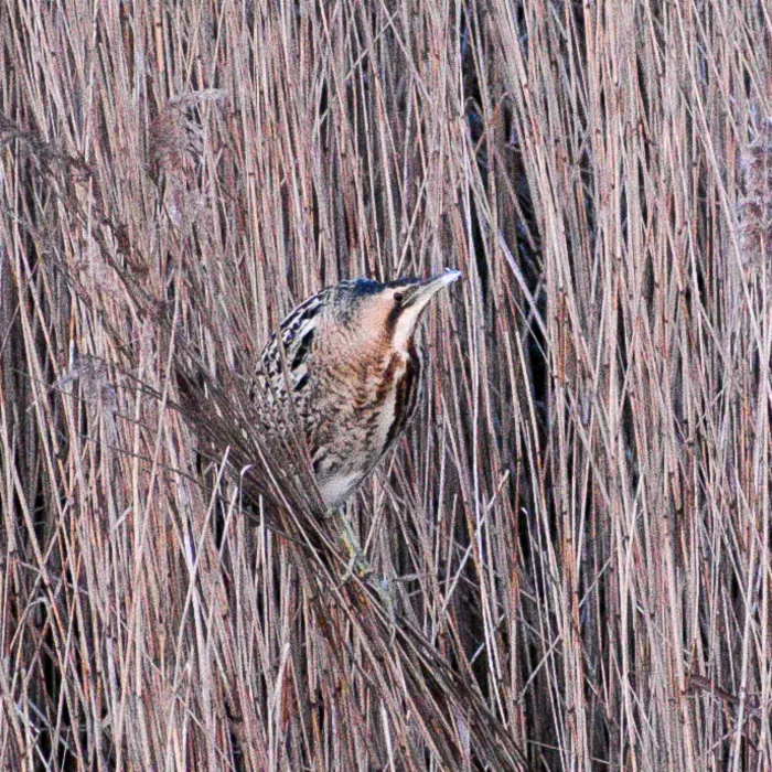 Spotted Eurasian Bittern
