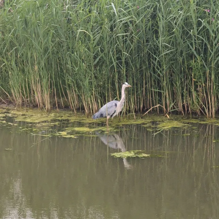 Waargenomen Blauwe reiger